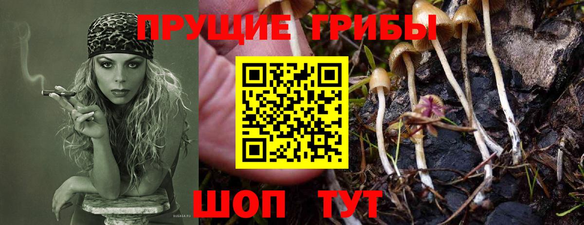 Псилоцибиновые грибы GOLDEN TEACHER  Вход с VPN  Кимры 